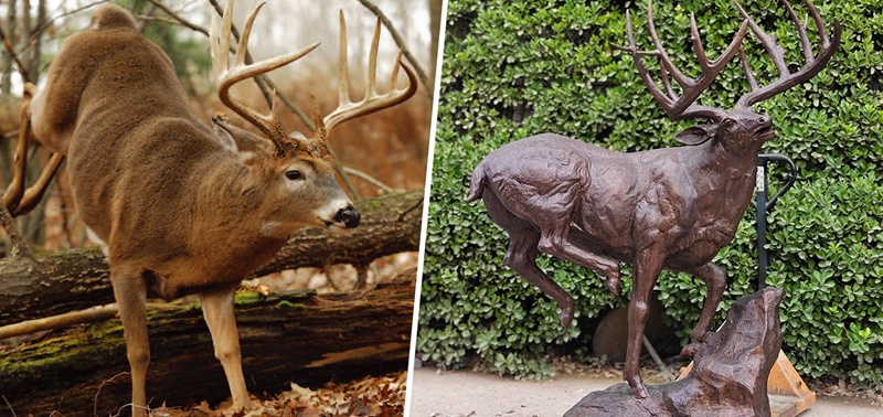 real-White-tailed-Deer-and-White-tailed-Deer-statue