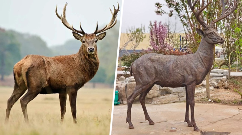 real-red-deer-and-red-deer-sculpture