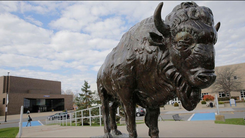 bison statue in buffalo university