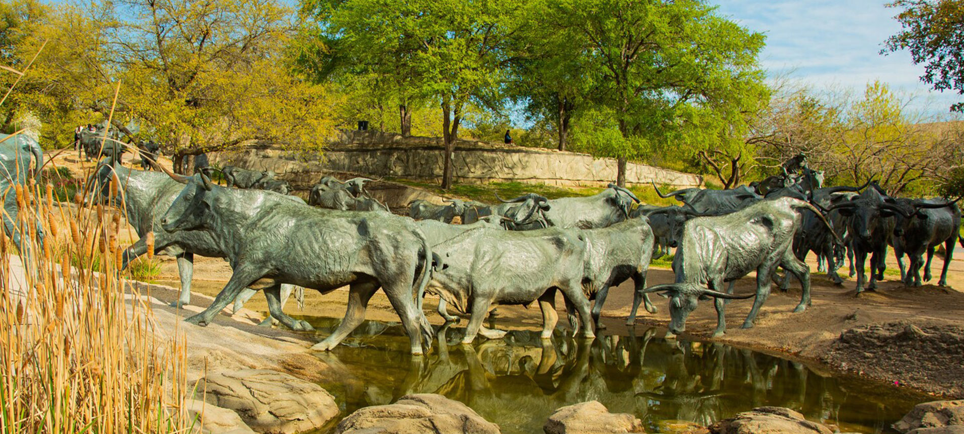 Large bronze cattle sculpture installation in a landscaped setting